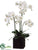 Phalaenopsis Orchid Plant - White Green - Pack of 1