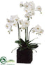 Silk Plants Direct Phalaenopsis Orchid Plant - White Green - Pack of 1