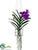 Vanda Orchid Hanging Plant - Violet - Pack of 1