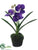 Vanda Orchid Plant - Lavender - Pack of 6