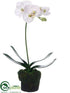 Silk Plants Direct Phalaenopsis Orchid Plant - White - Pack of 6