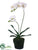 Phalaenopsis Orchid Plant - White - Pack of 6