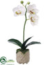 Silk Plants Direct Phalaenopsis Orchid Plant - White - Pack of 6