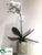 Phalaenopsis Orchid Plant - White - Pack of 6