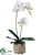 Phalaenopsis Orchid Plant - White - Pack of 2