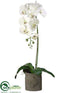 Silk Plants Direct Phalaenopsis Orchid Plant - White Green - Pack of 1