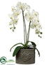 Silk Plants Direct Phalaenopsis Orchid Plant - White Green - Pack of 2