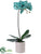 Phalaenopsis Orchid Plant - Aqua Light - Pack of 4