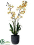 Silk Plants Direct Sharry Oncidium Orchid Plant - Yellow Peach - Pack of 1