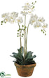 Silk Plants Direct Phalaenopsis Orchid - White - Pack of 1