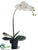 Phalaenopsis Orchid Plant - White Green - Pack of 4