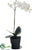 Phalaenopsis Orchid Plant - White Green - Pack of 1