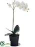 Silk Plants Direct Phalaenopsis Orchid Plant - White Green - Pack of 1