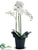 Phalaenopsis Orchid Plant - White Green - Pack of 1