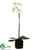 Phalaenopsis Orchid Plant - White Green - Pack of 4