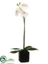 Silk Plants Direct Phalaenopsis Orchid Plant - White Green - Pack of 4