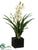 Cymbidium Orchid Plant - White Green - Pack of 1