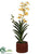 Panee Vanda Orchid Plant - Yellow Burgundy - Pack of 2