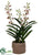 Aranda Vanda Orchid Plant - Cream Burgundy - Pack of 1