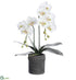 Silk Plants Direct Phalaenopsis Orchid Plant - White - Pack of 2