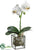 Phalaenopsis Orchid Plant - White Green - Pack of 1