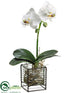 Silk Plants Direct Phalaenopsis Orchid Plant - White Green - Pack of 1