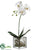 Phalaenopsis Orchid Plant - White Green - Pack of 1