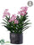 Vanda Orchid - Mauve White - Pack of 1