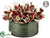 Cymbidium Orchid - Burgundy - Pack of 1