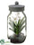 Vanda Orchid Plant - White - Pack of 6