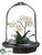 Phalaenopsis Orchid Plant - White - Pack of 1