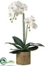 Silk Plants Direct Phalaenopsis Orchid Plant - White - Pack of 1