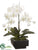 Phalaenopsis Orchid Plant - Cream Green - Pack of 1