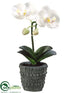 Silk Plants Direct Phalaenopsis Orchid Plant - White - Pack of 6