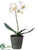 Phalaenopsis Orchid Plant - White - Pack of 4