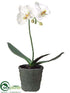 Silk Plants Direct Phalaenopsis Orchid Plant - White - Pack of 4