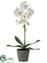 Silk Plants Direct Phalaenopsis Orchid Plant - White - Pack of 2