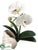 Phalaenopsis Orchid Plant - White - Pack of 4