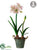 Amaryllis - Cream Mauve - Pack of 2