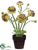 Ranunculus - Green Burgundy - Pack of 4