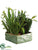 Cactus Garden - Green - Pack of 2