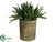 Succulent - Green - Pack of 2