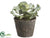 Curly Echeveria - Green - Pack of 6