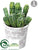 Cactus - Green - Pack of 6