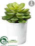 Silk Plants Direct Echeveria - Green - Pack of 6