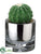 Barrel Cactus - Green - Pack of 4