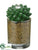 Pincushion Cactus - Green - Pack of 12