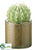 Barrel Cactus - Green - Pack of 4