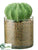 Barrel Cactus - Green - Pack of 4