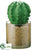 Barrel Cactus - Green - Pack of 4